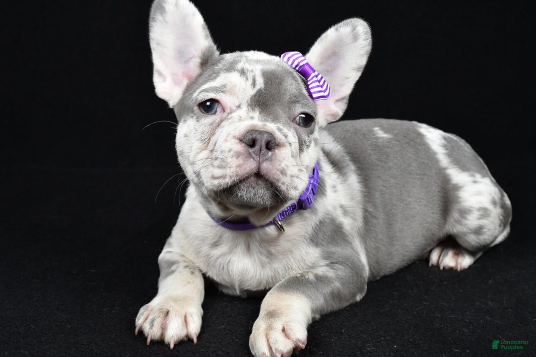 French Bulldog dogs for sale: Bailey  - Ad 1