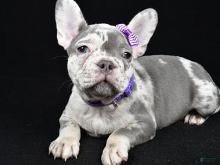 French Bulldog dogs Bailey - Ad 13