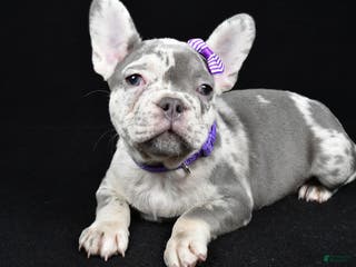 French Bulldog dogs Bailey - Ad 41