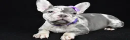 French Bulldog dogs for sale: Bailey  - Ad 1