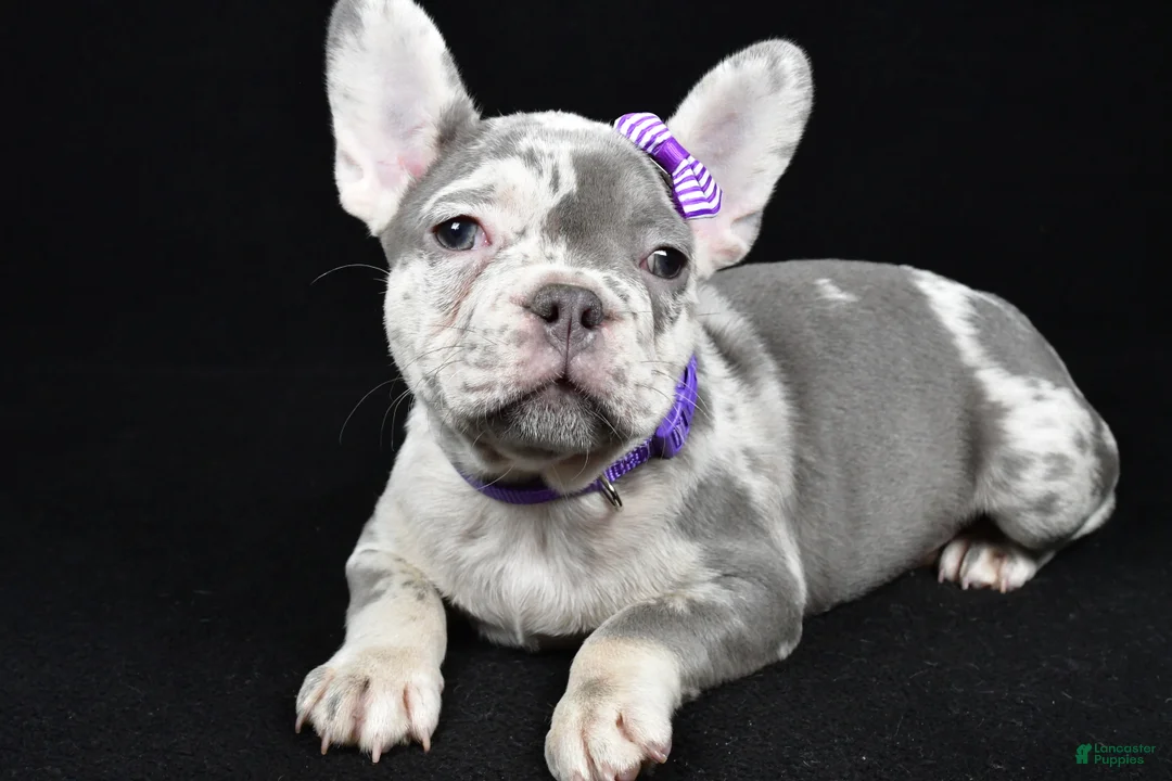 French Bulldog dogs for sale: Bailey  - Ad 1