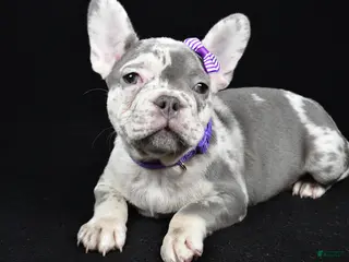 French Bulldog dogs Bailey - Ad 23
