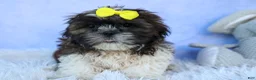 Shih Tzu dogs for sale: RUBBLE - Ad 3