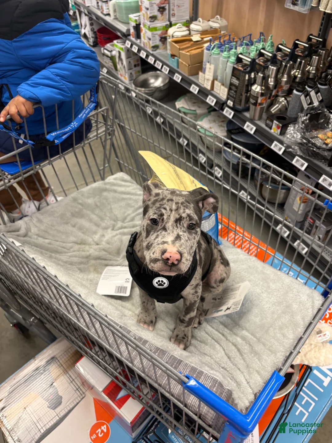 Mixed Breed dogs for sale: Mixed Breed 1 - Ad 8