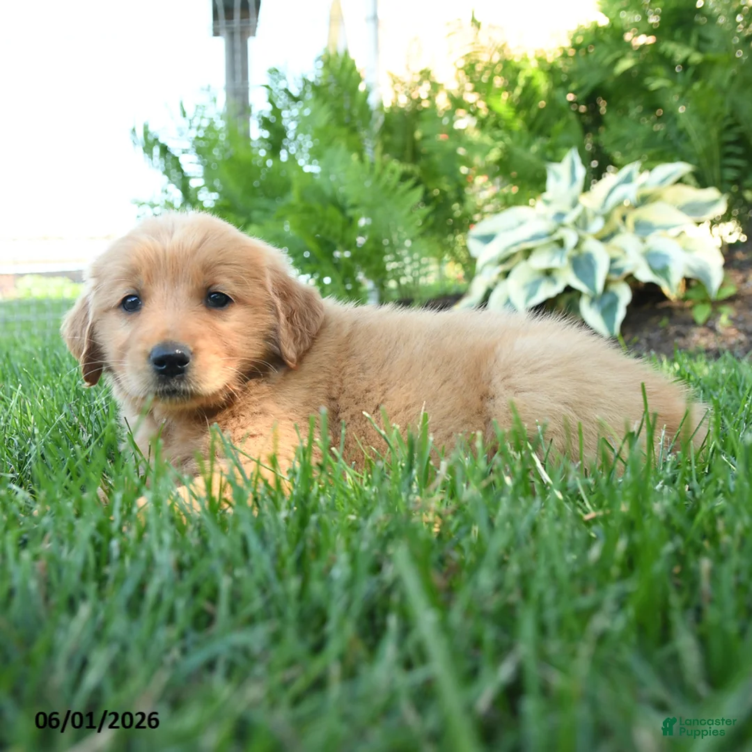 Golden Retriever dogs for sale: Isabella - Ad 3
