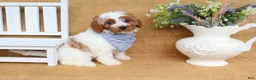 Cavapoo dogs for sale: Nicholas - Ad 4