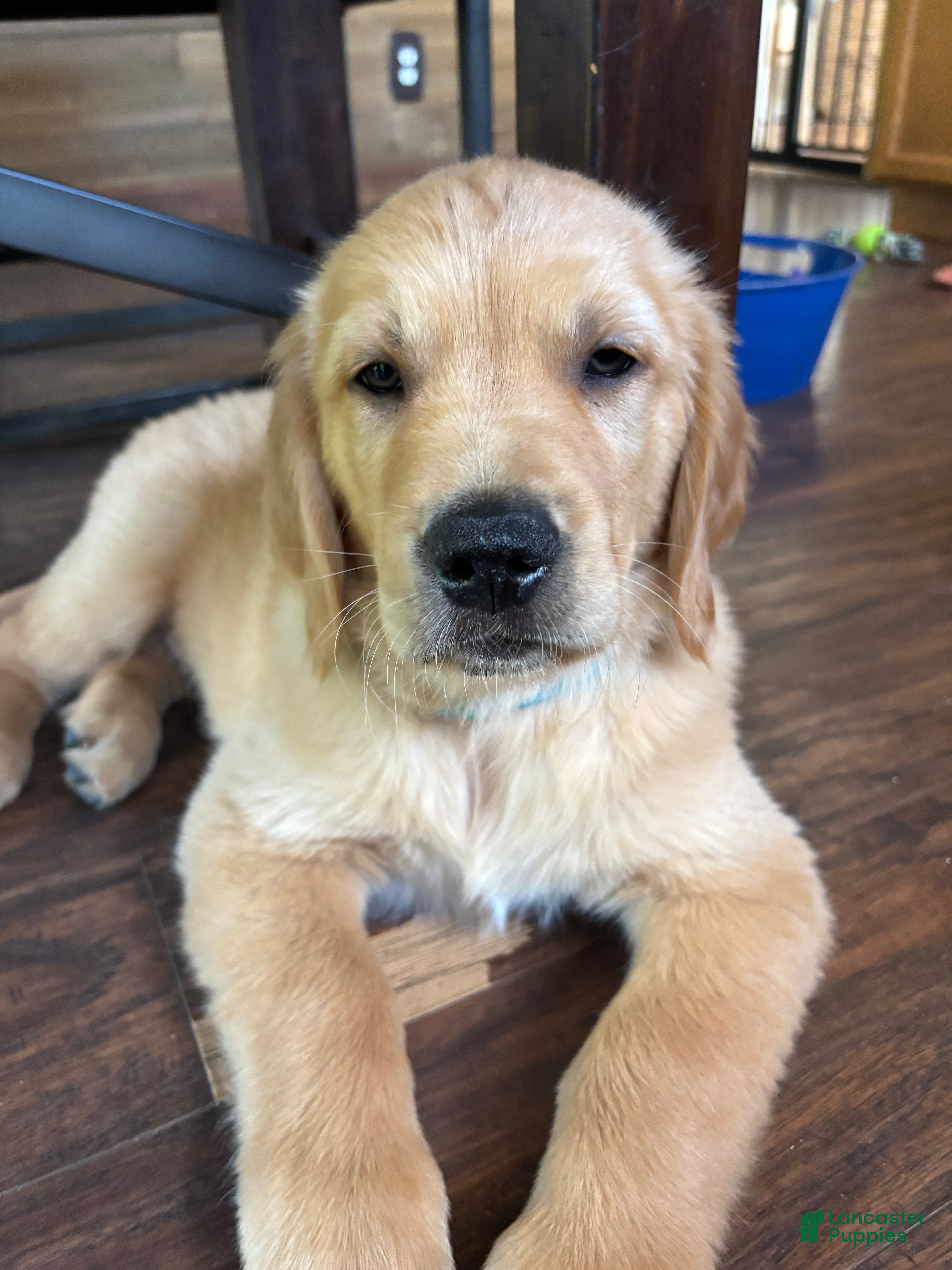 Golden Retriever dogs Golden Retriever Puppy 4 "TEAL" - Ad 17