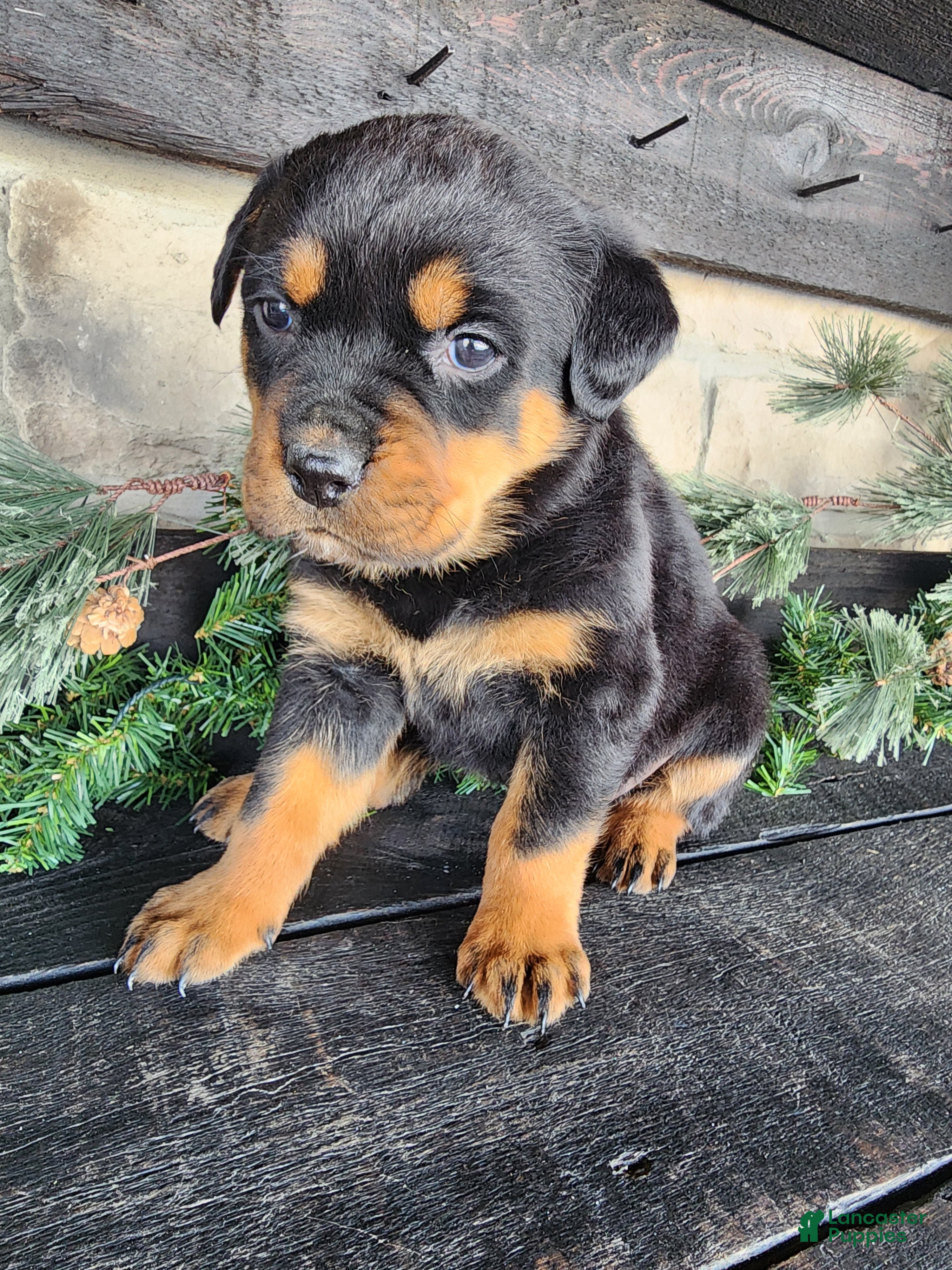 Rottweiler dogs Bailey  - Ad 2