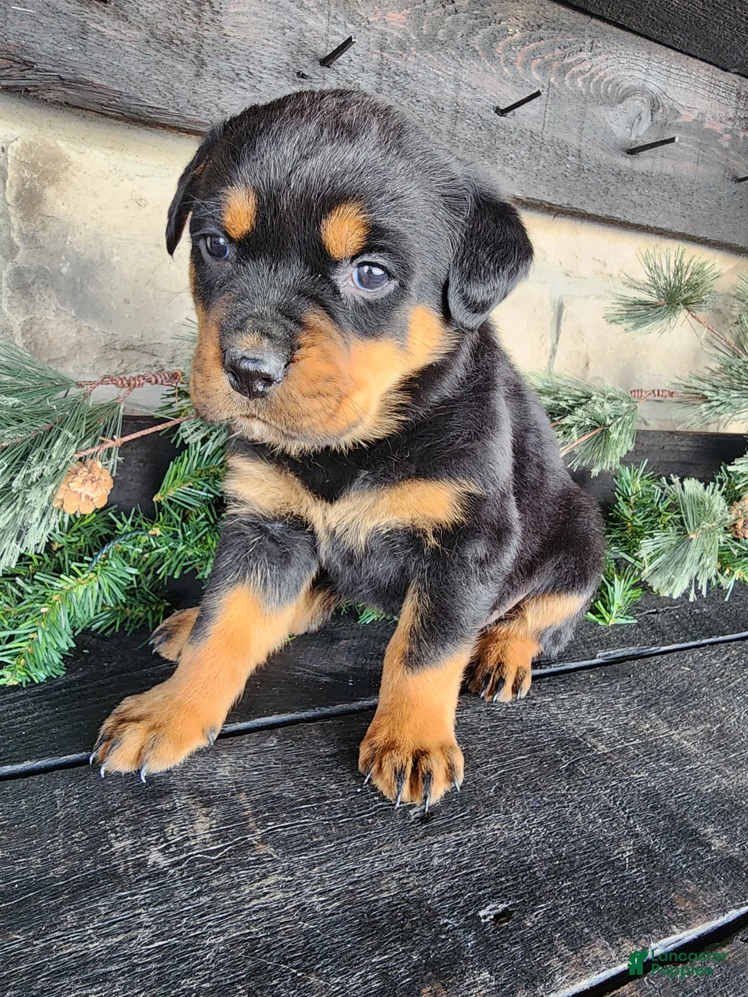 Rottweiler dogs for sale: Bailey  - Ad 2