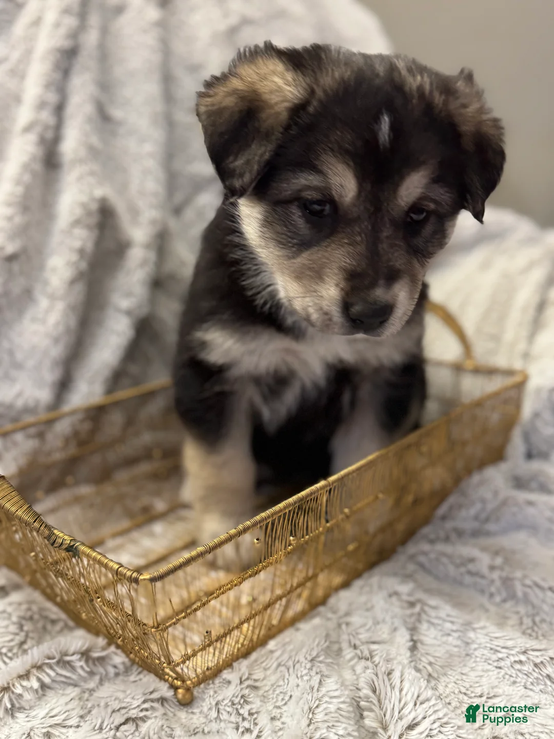 Mixed Breed dogs for sale: Dumpling - Ad 4