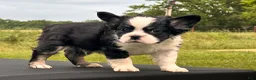 French Bulldog dogs for sale: Kung Fu Panda - Ad 3