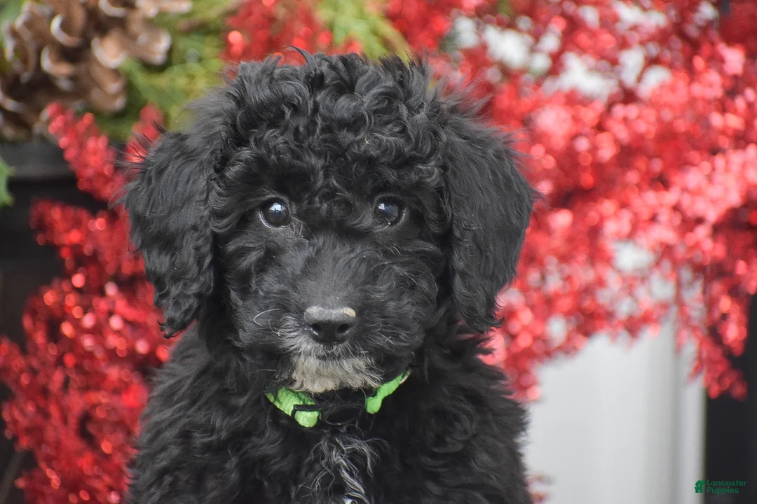 Miniature Poodle dogs for sale: Bat Man - Ad 2