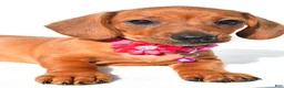 Miniature Dachshund dogs for sale: Jenny - Ad 3