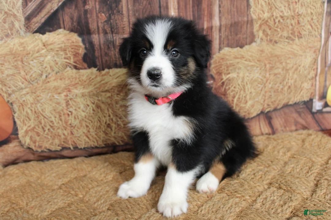 Australian Shepherd dogs for sale: Tillie  - Ad 2