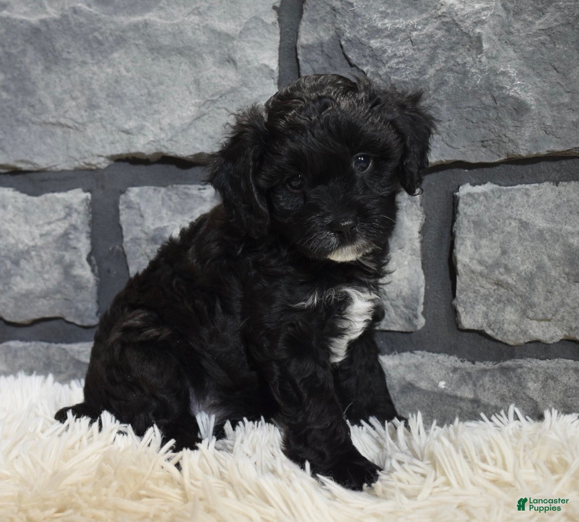 Cavapoo dogs Stella  - Ad 20