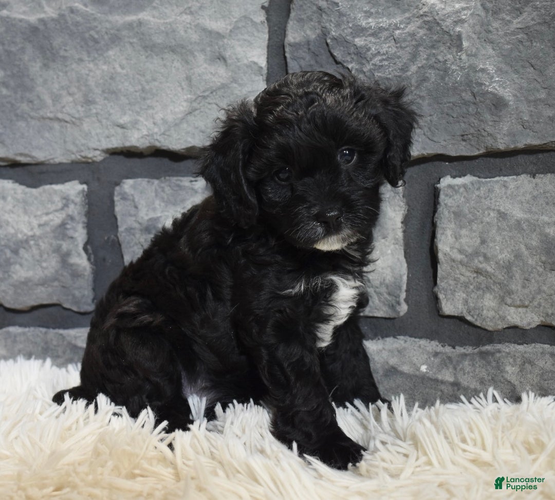 Cavapoo dogs for sale: Stella  - Ad 1