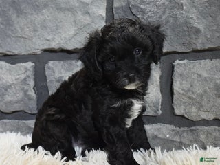 Cavapoo dogs Stella - Ad 20