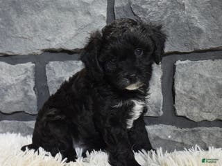 Cavapoo dogs Stella - Ad 32