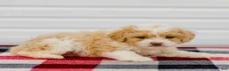Mini Aussiedoodle dogs for sale: Carter - Ad 7
