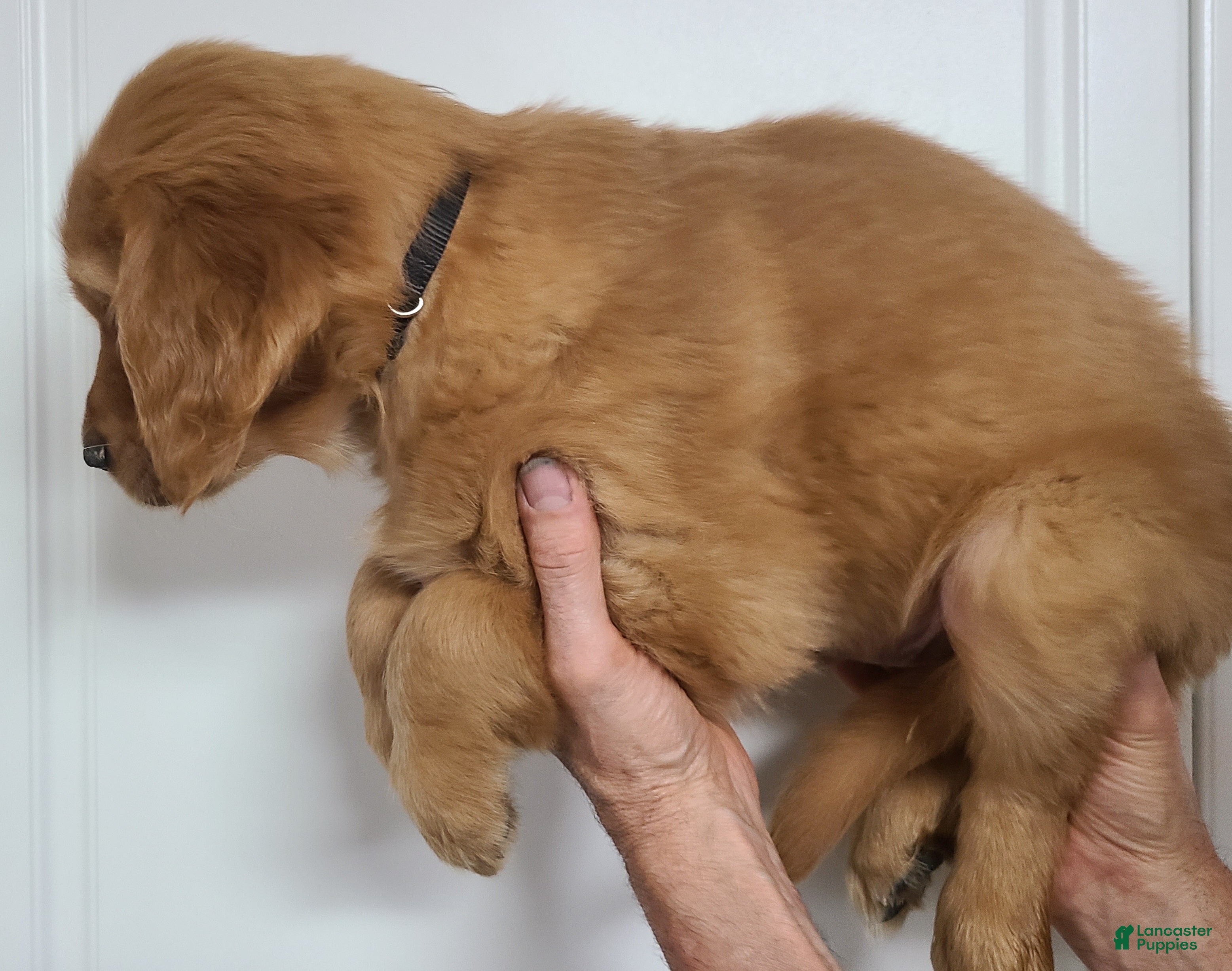 Golden Retriever dogs Baxter - Ad 2