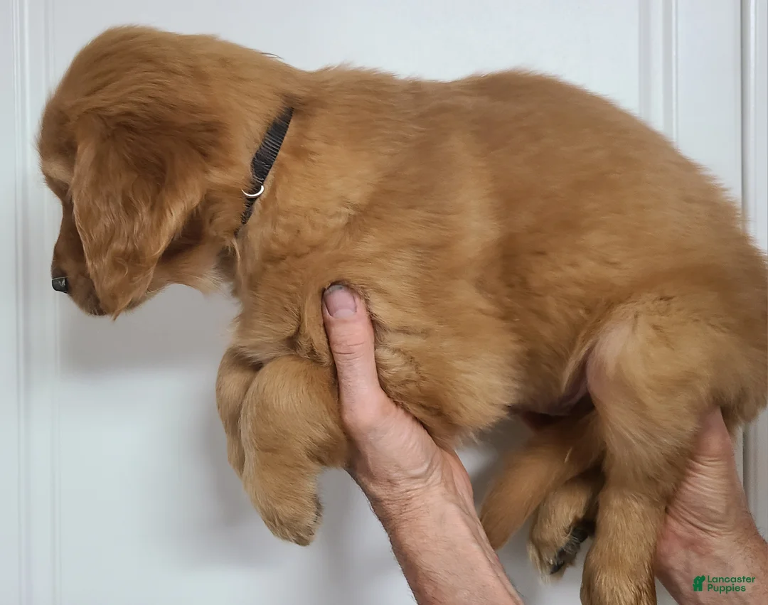 Golden Retriever dogs for sale: Baxter - Ad 2