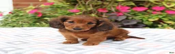 Miniature Dachshund dogs for sale: Dora - Ad 3