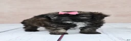 Cavapoo dogs for sale: F1B  Hazelnut - Ad 3