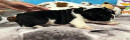 English Bulldog dogs for sale: Emperor Zurg - Ad 3