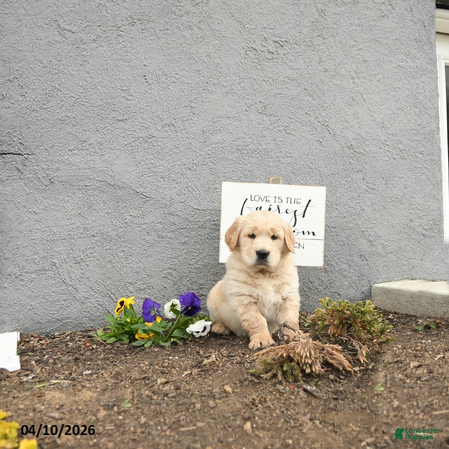 Golden Retriever dogs Cliffard - Ad 2