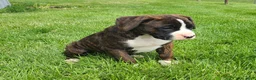 Boxer dogs for sale: Mollie - Ad 6
