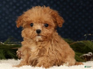 Havapoo dogs Ulysses - Ad 16