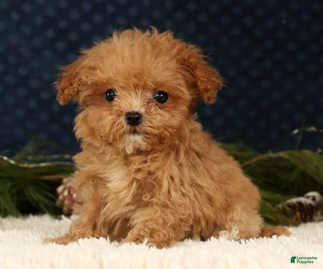 Havapoo dogs for sale: Ulysses - Ad 1