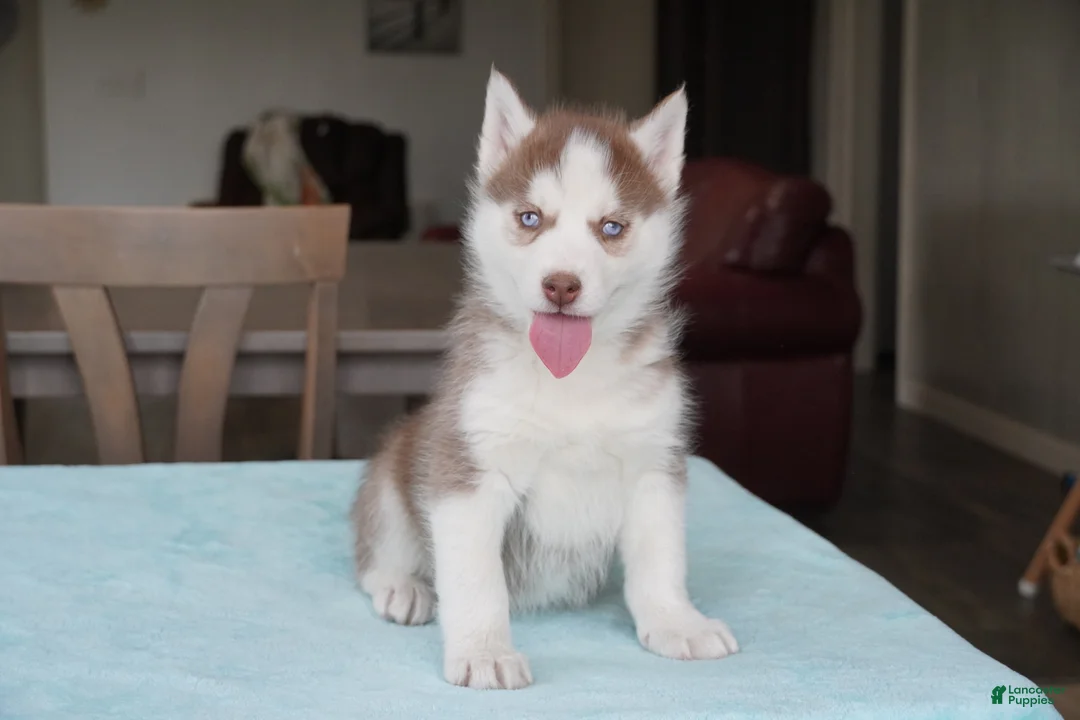 Siberian Husky dogs for sale: Champ - Ad 5