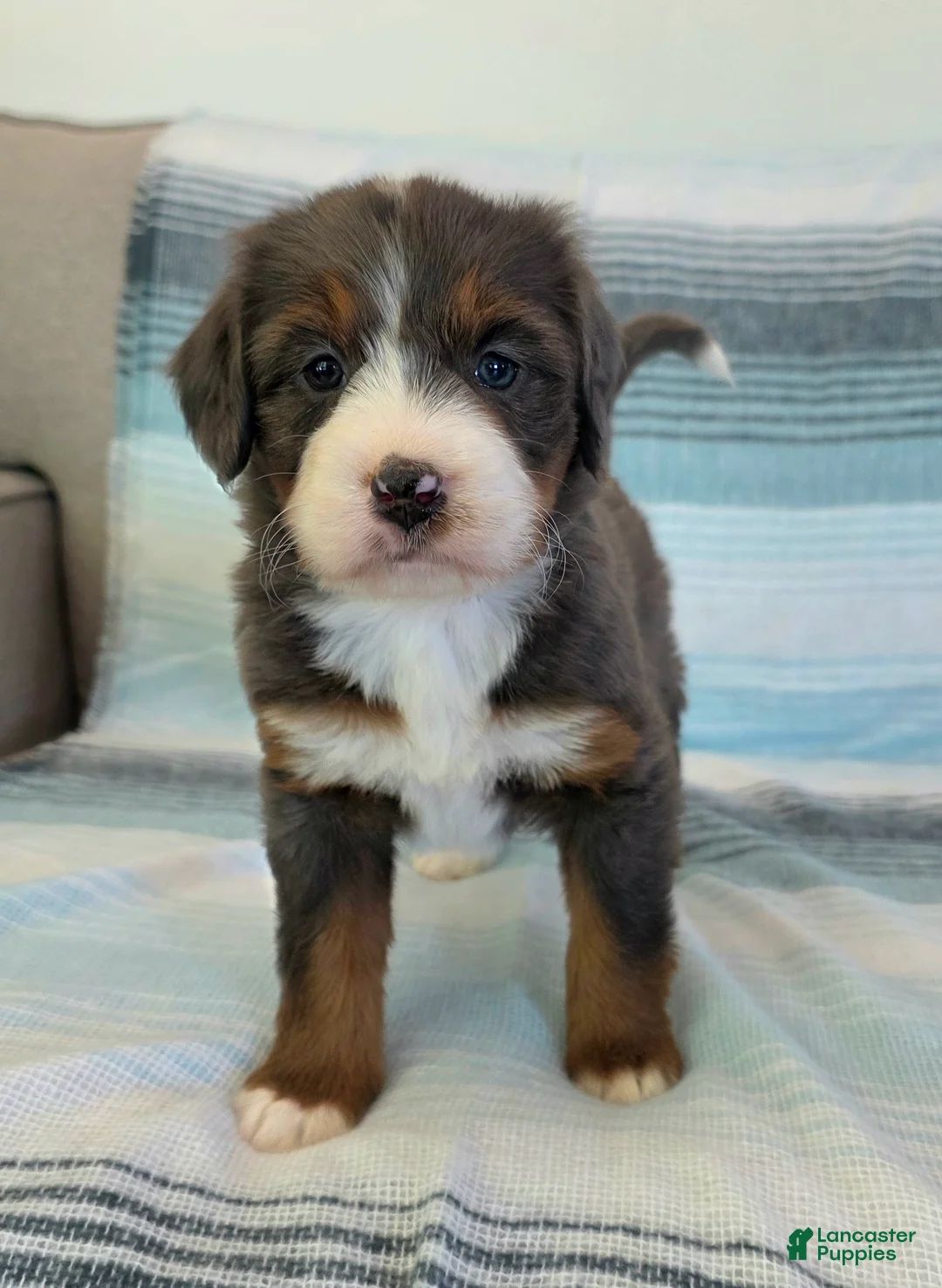 Bernedoodle dogs for sale: Poppy - Ad 1