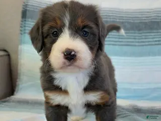 Bernedoodle dogs for sale: Poppy - Ad 4