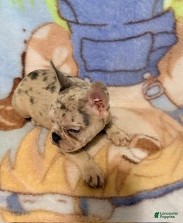 French Bulldog dogs Tally - Ad 1