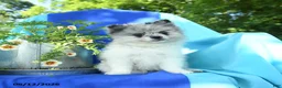 Pomeranian dogs for sale: Mandy - Ad 4