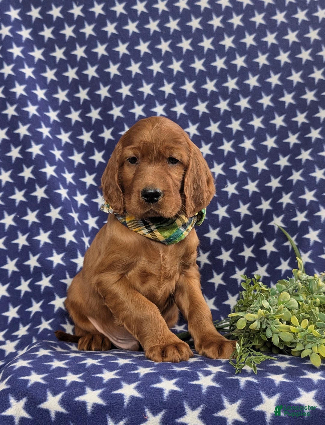 Irish Setter dogs for sale: Derek - Ad 3