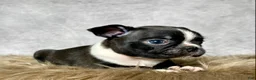 Mixed Breed dogs for sale: Mr. Milo - Ad 7