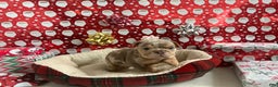 English Bulldog dogs for sale: Forest - Ad 3