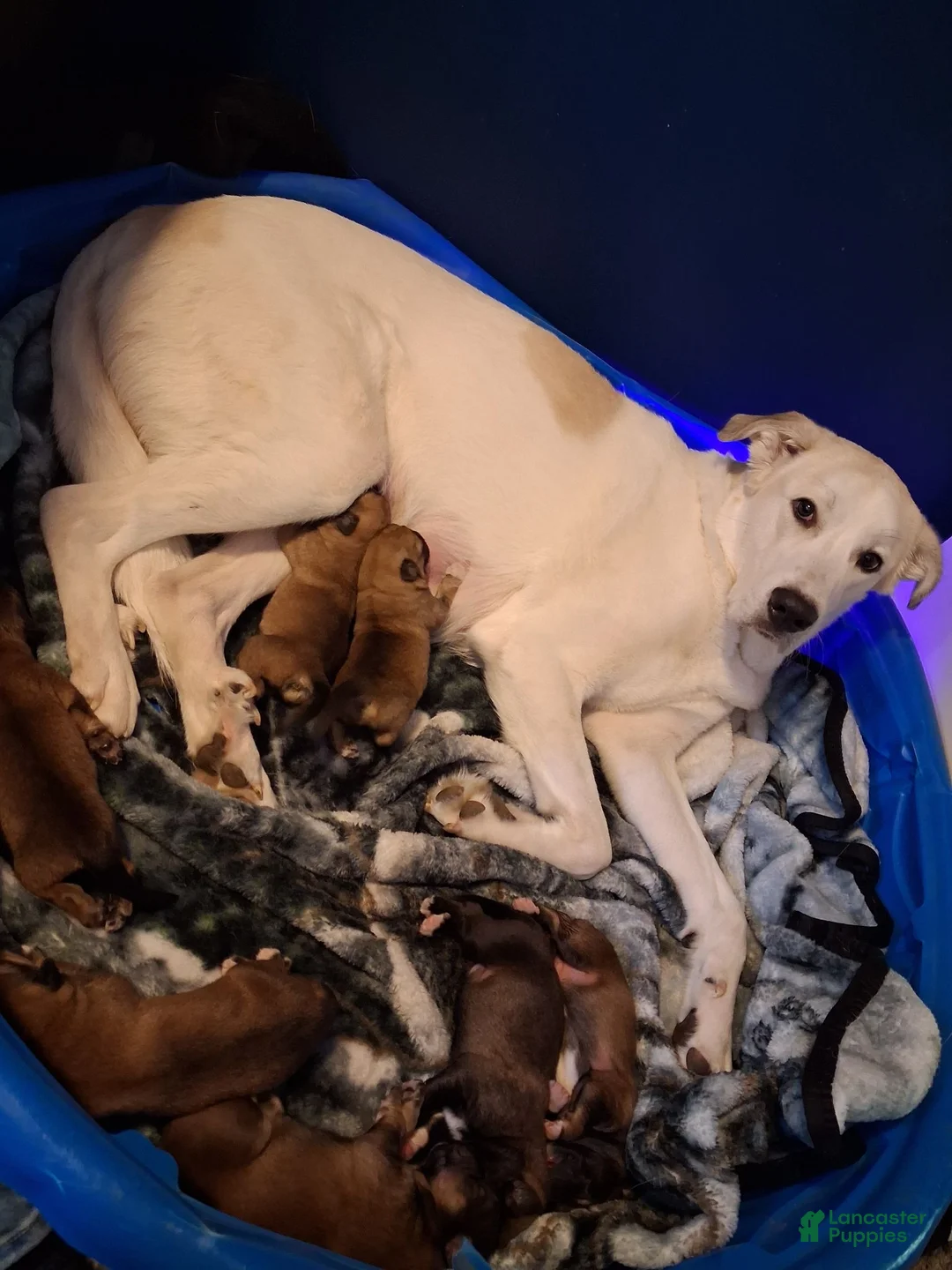 Mixed Breed dogs for sale: Mixed Breed 2 - Ad 2