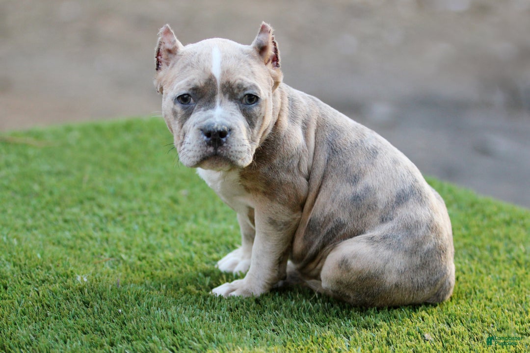 American Bully dogs for sale: Blue Brindle Merle Female - Ad 4