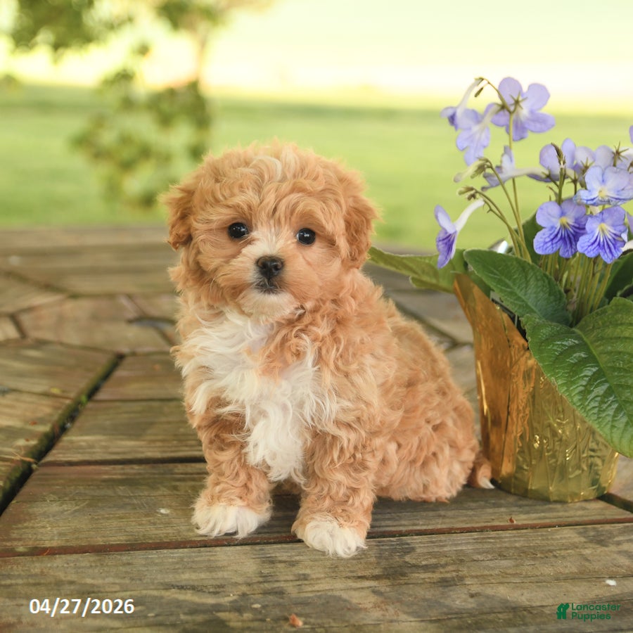 Maltipoo dogs Reba - Ad 1