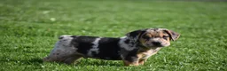 Beabull dogs for sale: Denver - Ad 12