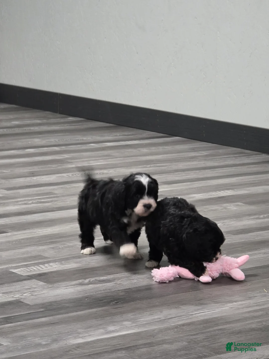 Cavapoo dogs for sale: Jasper - Ad 2