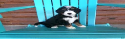 Mini Bernedoodle dogs for sale: Beauty - Ad 8