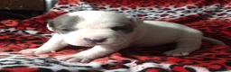 American Bully dogs for sale: "CHRISTINA AGUILERA" - Ad 1