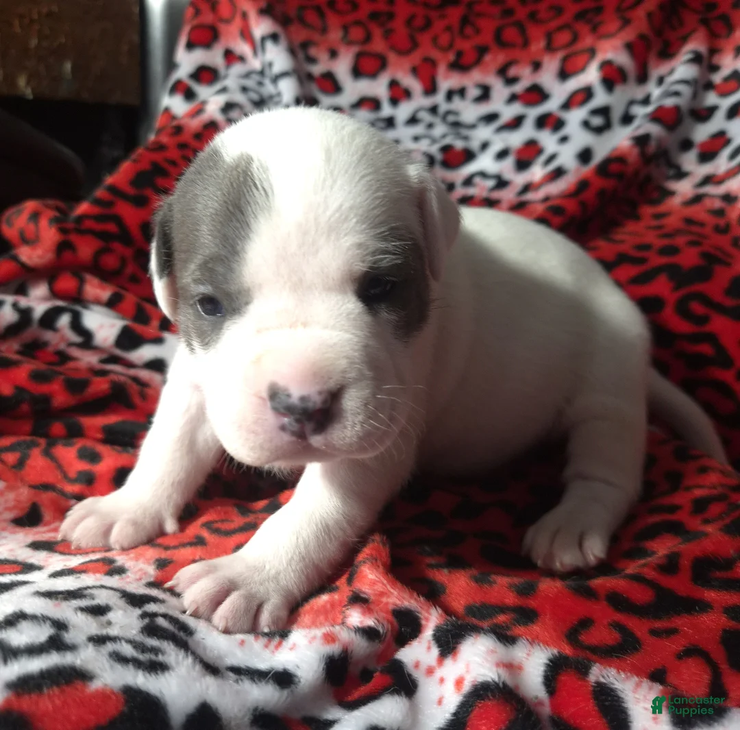 American Bully dogs for sale: "CHRISTINA AGUILERA" - Ad 1
