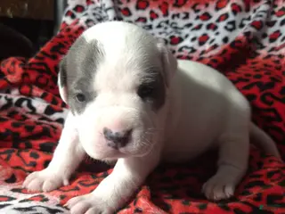 American Bully dogs "CHRISTINA AGUILERA" - Ad 2