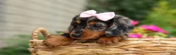 Miniature Dachshund dogs for sale:   Hailey 🎀 - Ad 13